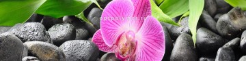 Орхидея №2